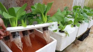 Growing vegetables hydroponically in disposable containers#Planting#Horticulture#Fruit