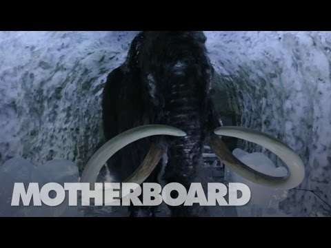 Cloning the Woolly Mammoth