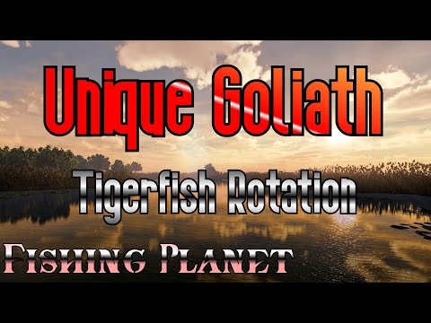 Fishing Planet - Unique Goliath Tigerfish Rotation - With Tips