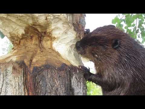 Amazing Video of a Beaver Chewing a Large Tree Trunk