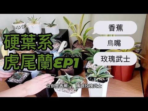 大型虎尾蘭