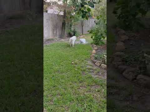 Lucy Lou, an adoptable Great Pyrenees in Battle Creek, MI_image-1