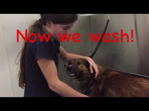 tractor supply dog bath