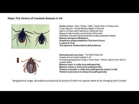 Tick Borne Diseases in livestock