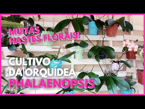 , title : 'COMO CUIDAR DA ORQUÍDEA PHALAENOPSIS? | Tenha Phalaenopsis lindas com cuidados simples! 🥰'
