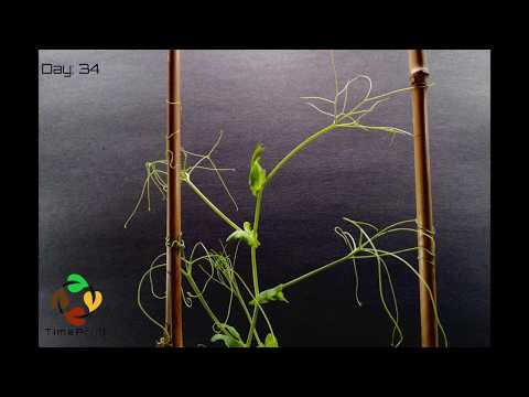 How Plants Climb Time Lapse