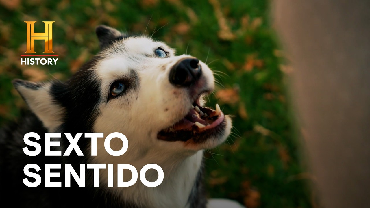 EL SEXTO SENTIDO CANINO 🐕 - Inexplicable con William Shatner