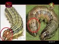 govibimata-arunella-18-12-2018