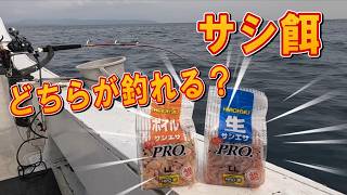 【検証】サシ餌の生とボイルではどちらが良く釣れるのか！やってみた