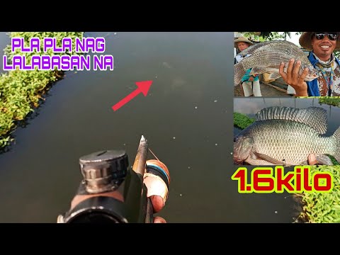 MGA PLA -PLA SA LAGUNA LAKE NAGLALABASAN NA/TIKSAY HUNTER