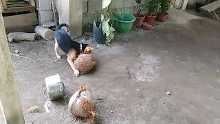TECHNIQUES SA DOG NGA NAGALIHOK ANG LABIS