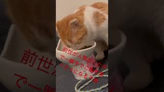 前世は人間で間違いなし！？#子猫 #スコティッシュフォールド #ねこ #ねこのいる生活 #猫 #猫動画