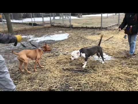 Yosemite A212644 & Terracotta A212804 LT