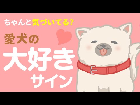 犬は愛情を感じますか?