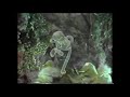 Rechov Sumsum Disco Frog