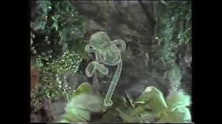 Rechov Sumsum - Disco Frog