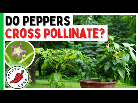 Do Peppers Cross Pollinate? All About Pollination In Pepper Plants