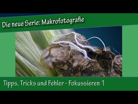 Makrofotografie: 14. Tipps, Tricks und Fehler - Fokussieren