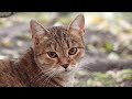 Sad Cat Meowing As Cries