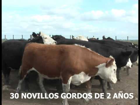 30 NOVILLOS GORDOS DE 2 AÑOS