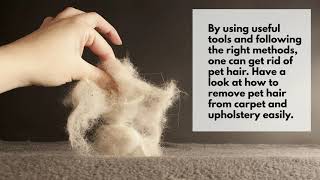 How To Easily Remove Pet Hair From Carpet And Upholstery