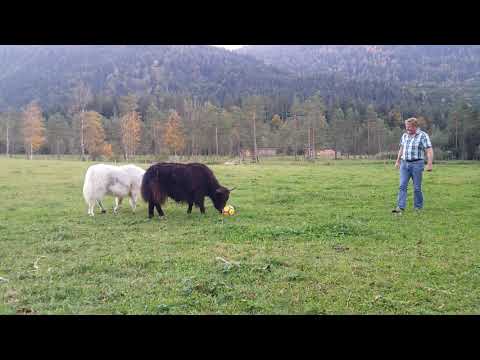 Bavaria Bio Yak 3.Video