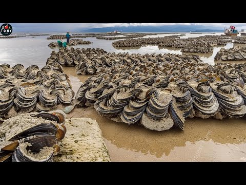 Japan How to harvest and process the world's rarest giant clam? | Giant Clam