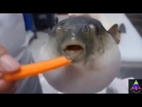 Puffer fish eating carrot meme #memes #Pufferfisheatingcarrot
