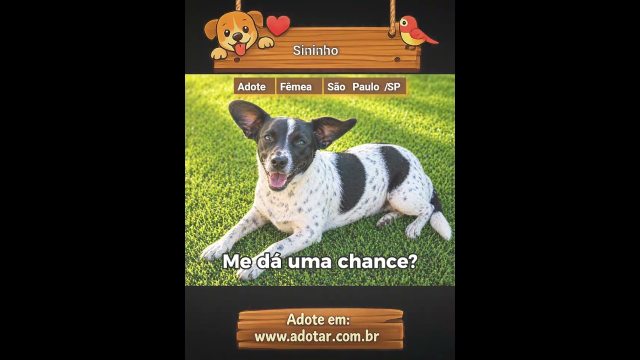 Cachorro raça SRD-ViraLata idade 1 ano nome Sininho