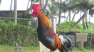 Kauai, Hawaii Rooster