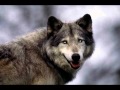 Devendra Banhart Hey Mama Wolf