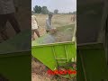 Harvesting Sesame Short Shorts 4k 4kvideo