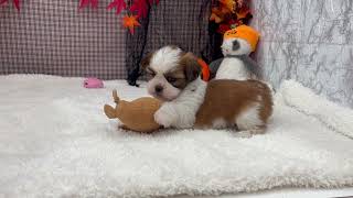 シーズーの動画01