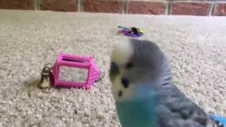 Protective of Mirror! // Bubbles The Budgie