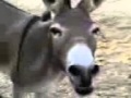 A donkey speaking Tswana