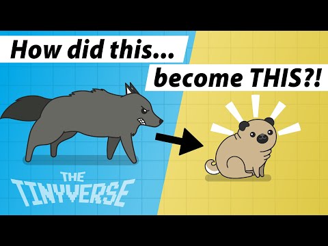 YouTube video about: How dogs got their shapes?