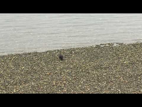 Incredible sounds the crow made, that I couldn't believe.