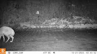 Wagging tail fox behaviour