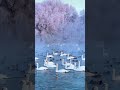 Swan Swim In Winter Swan Peace Fyp Fypシ Foryou Youtuber