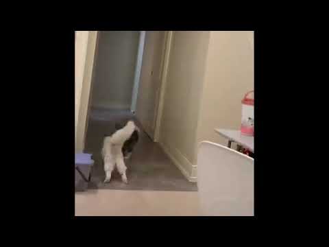 funny 🐈 in the morning