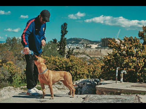 Loca1  Pit Bull GR Athens (Dogs activities)  dog drinking water
