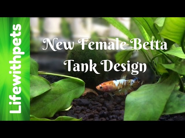 Planted 20 gallon Betta Fish community Tank (Completely redesigned)