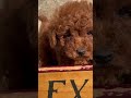 Toy Poodle dogs for sale: Little Tot❤️🐾AKC 6/7 lb❤️Call or Text 717-940-9223 - Video 1