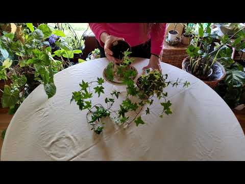 How to Grow Ivy Indoors Successfully