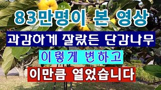 [텃밭농부. 1,261]  83만명이 본 영상. 과감하게 키를 낮춘 감나무 가을의 모습 #단감재배