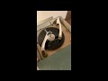 Where Did My Snowman Go, Gene Autry 1953. Promo Copy