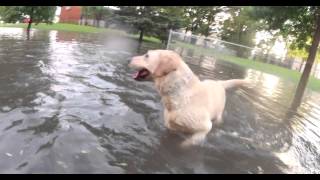 preview picture of video 'Yellow Lab Goes Swimming in Flooded Streets in Moorhead'