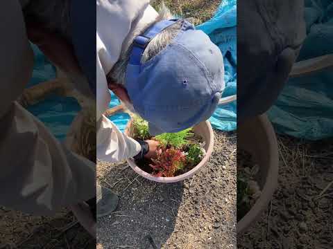 低木バラ「白雪姫」 植物