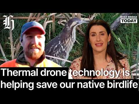 Thumbnail for How thermal drone technology is helping save our native birdlife | Ryan Bridge TODAY