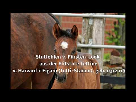Stutfohlen v Fürsten Look 05 2018